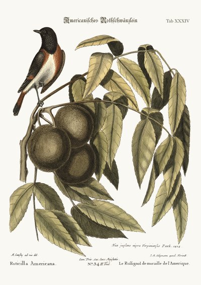 The Redstart, 1749-73 by Mark Catesby